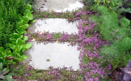 Bodendecker zwischen Fugen Trittplatten Gartenfußweg Sand Thymian