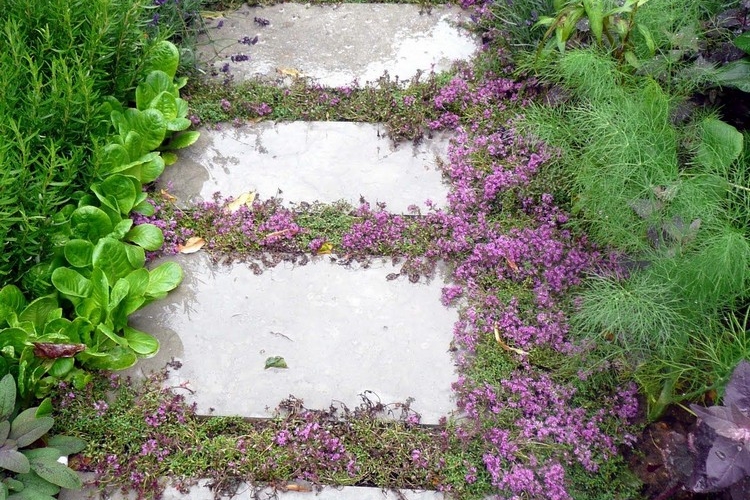 Bodendecker zwischen Fugen Trittplatten Gartenfußweg Sand Thymian