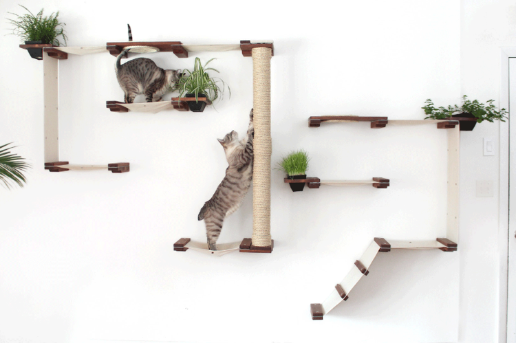 Katzen kletterwand für große katzen Zimmerpflanzen