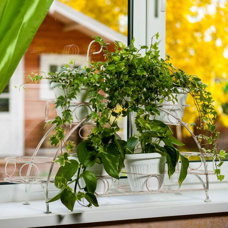 Zimmerpflanzen Efeu Efeutute Hängepflanze Fensterbank