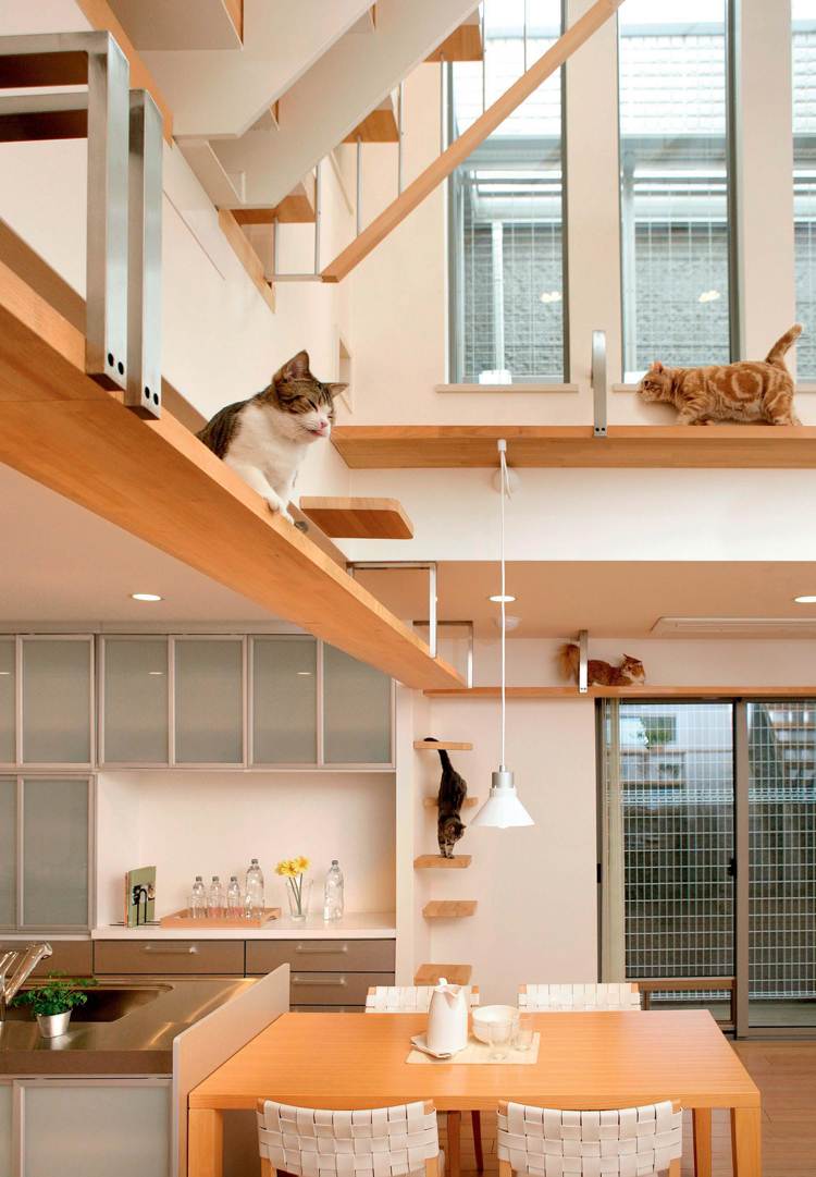 catwalk katzen kletterwand modernes Haus hohe Decke
