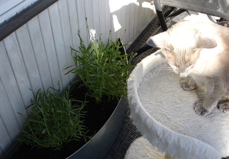für katzen geeignete balkon- und zimmerpflanzen Lavendel