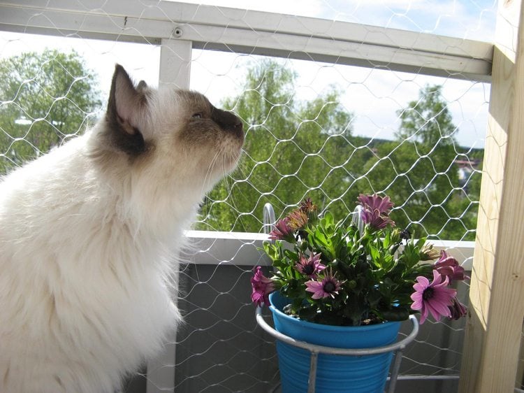 für katzen geeignete balkon- und zimmerpflanzen Netz