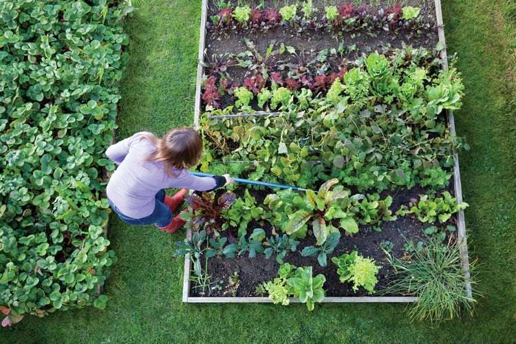 gartentipps für anfänger kleinen nutzgarten anbauen