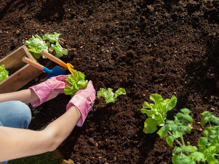 gartentipps für anfänger nutzgarten anlegen gemüse anbauen