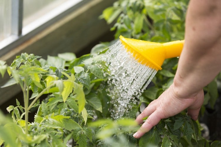gartentipps für anfänger richtig gießen wasserbedarf pflanzen