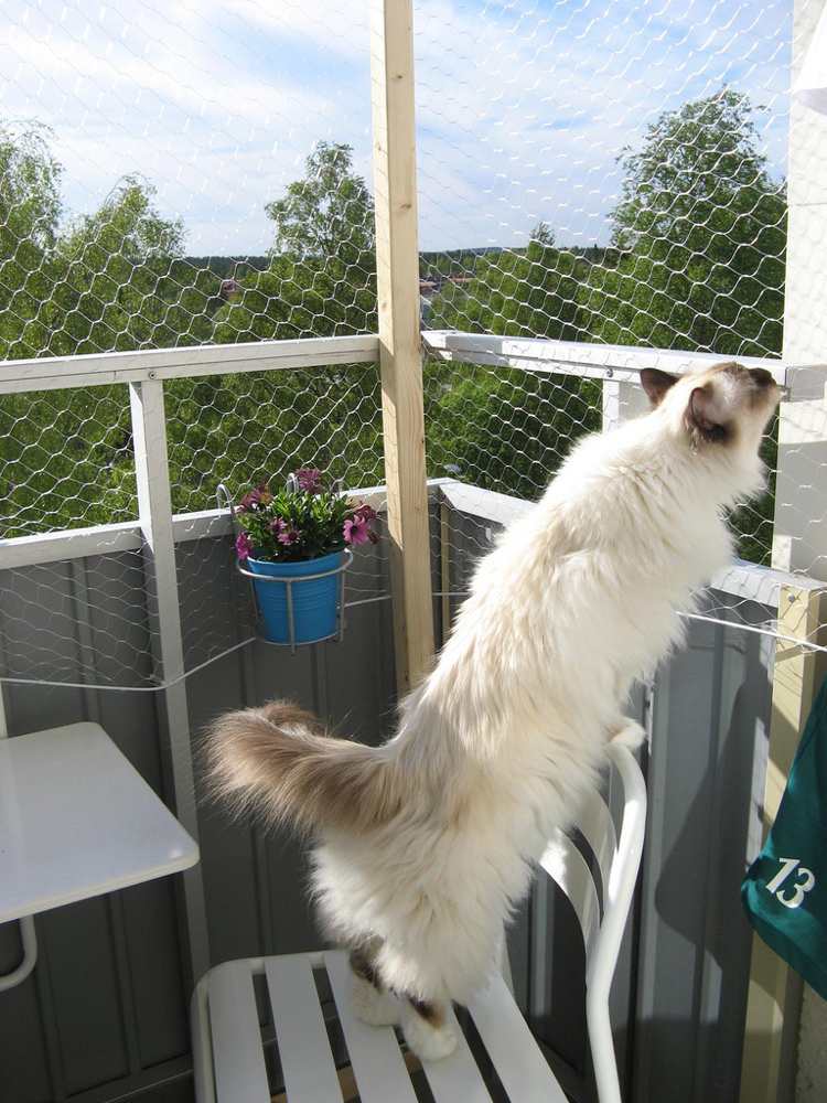 gesicherter Balkon für katzen Kaninchendraht