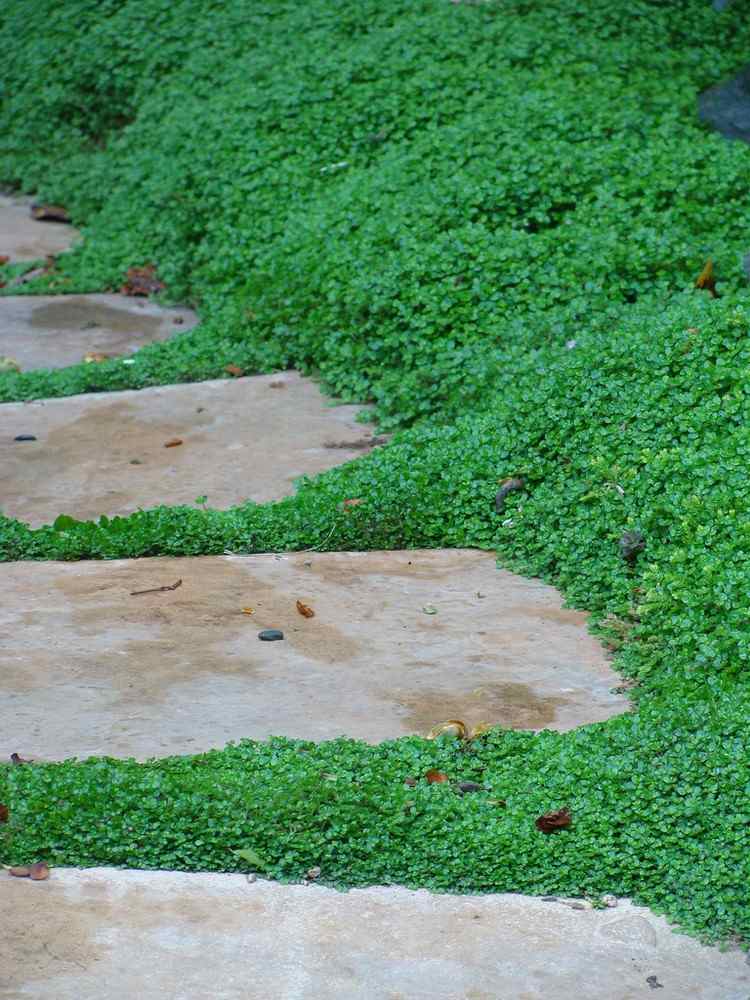grüne Fugen Gartenweg begrünnen Bubiköpfchen Bodendecker