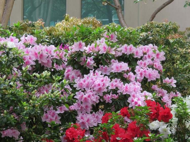 japanischer garten pflanzen azaleen rosa rot