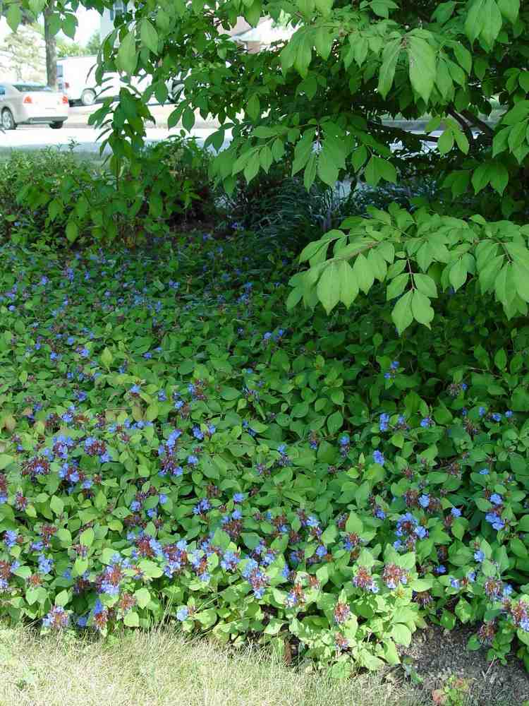 passende Pflanzen Bodenbedeckung blauer Bleiwurz