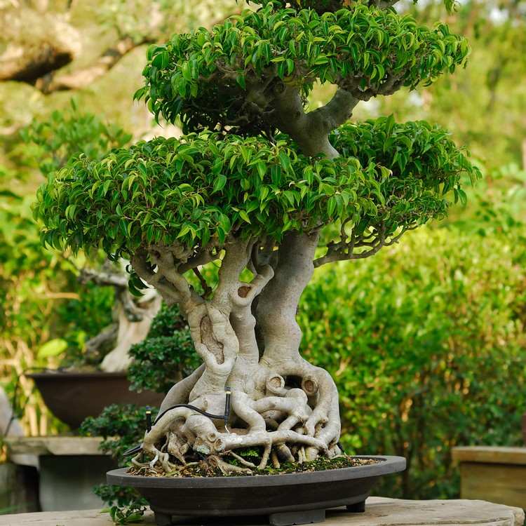 pflanzen für japanischen garten bonsai baum klein