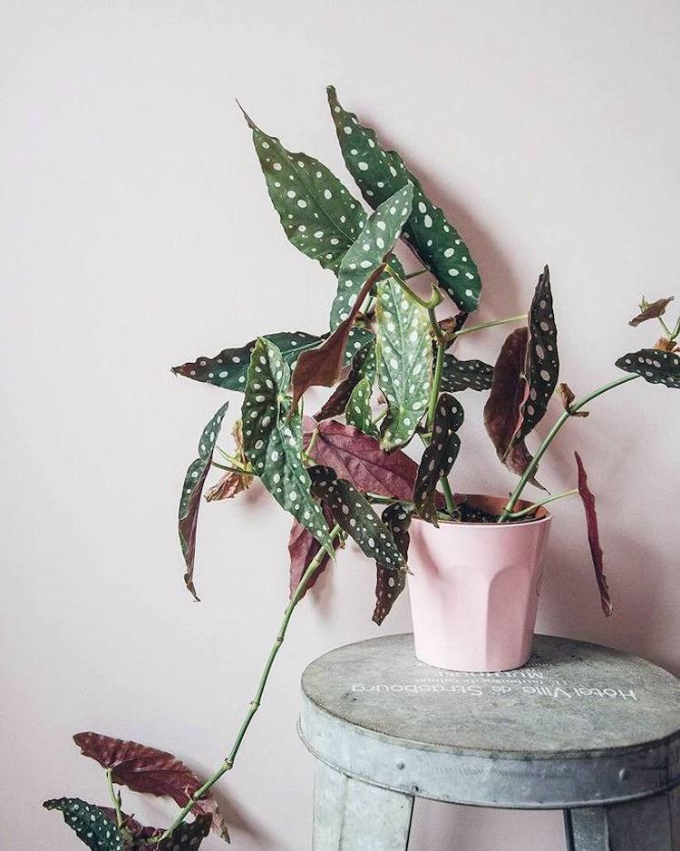 schöne zimmerpflanzen bunte blätter Begonia Maculata begonie gepunktet