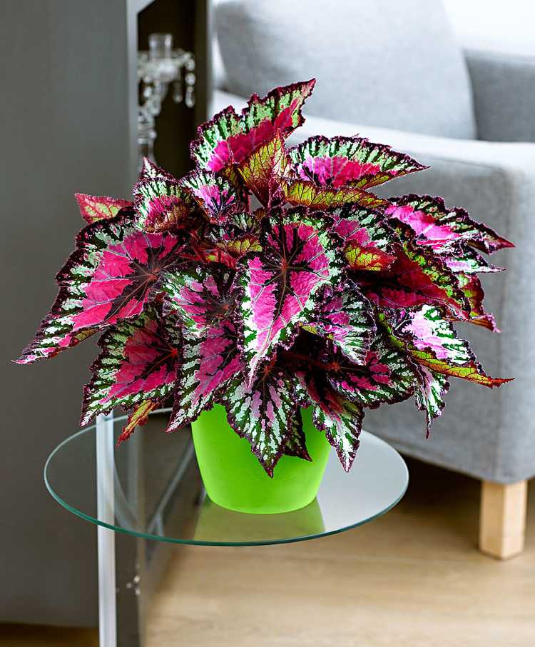 schöne zimmerpflanzen bunte blätter Begonia rex blattbegonie