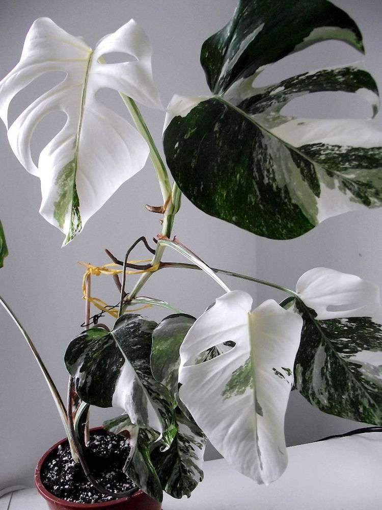 schöne zimmerpflanzen bunte blätter Monstera variegata köstliches fensterblatt weiss