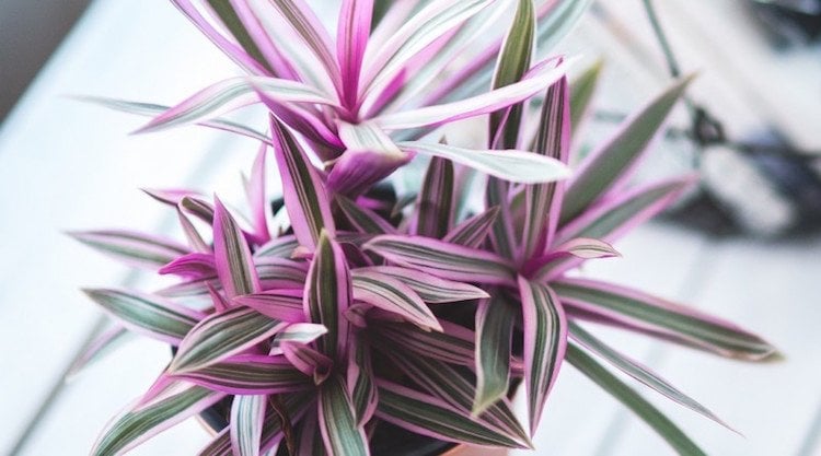 schöne zimmerpflanzen bunte blätter Tradescantia spathacea Purpurblättrige Dreimasterblume