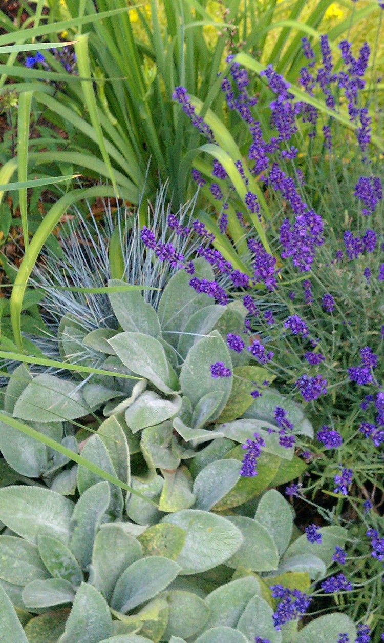 Eselsohr Stachys byzantina Katzenminze Blauschwingel