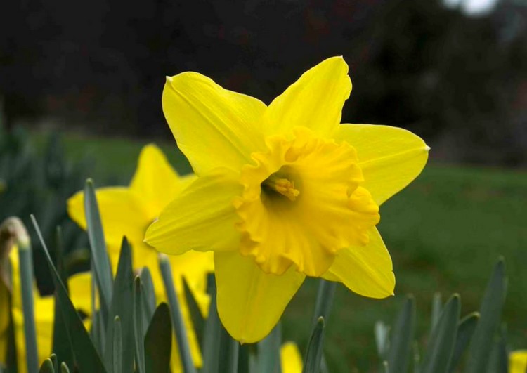 Frühling Garten Gelb Großkronige Narzisse Gigantic Star