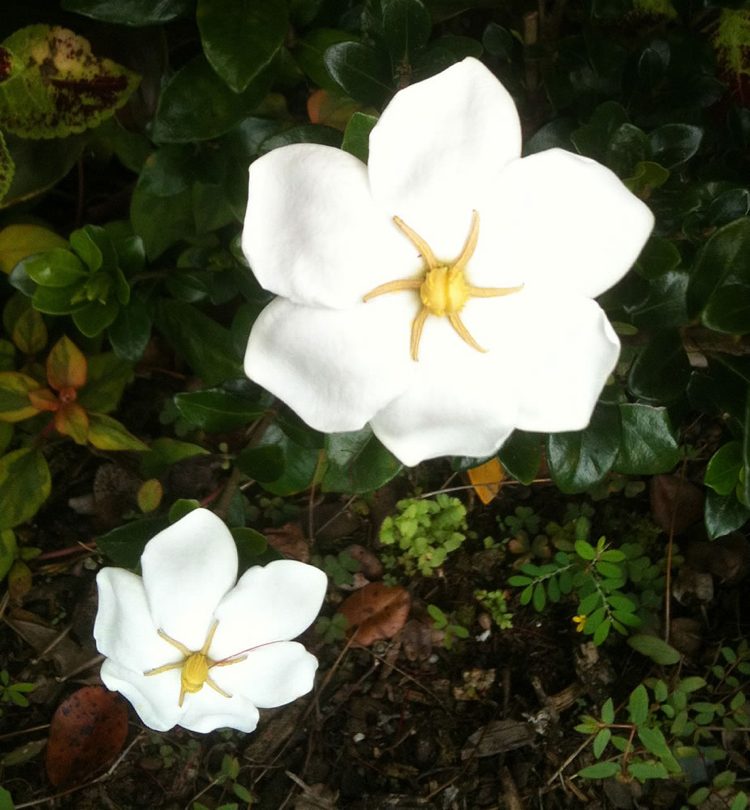 Gardenie pflege tipps gärtnern jasmin duft weiss