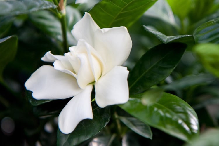 Gardenie pflege tipps gärtnern weiss wunderschön duft immergrün