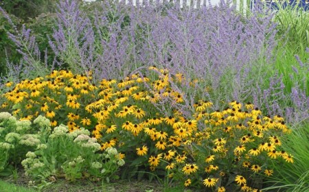 Gartenbeet Blau Gelb Farben Schwarzäugige Rudbeckie Russischer Salbei