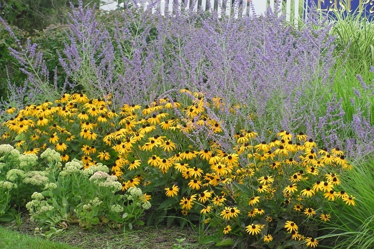 Gartenbeet Blau Gelb Farben Schwarzäugige Rudbeckie Russischer Salbei