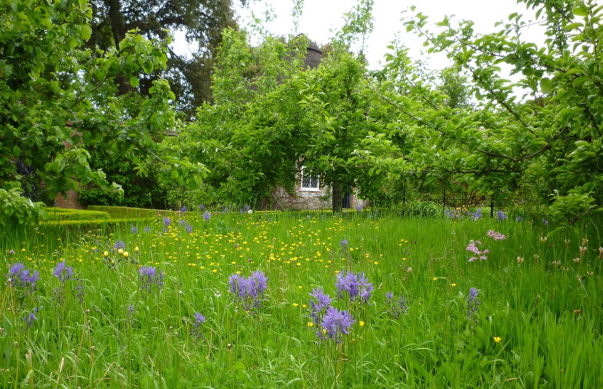 Natürliche Wiese Garten Komplementärfarben Blau Gelb