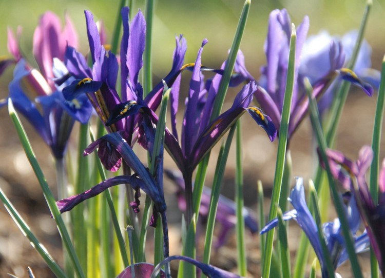 Netzblatt-Schwertlilie Iris reticulata