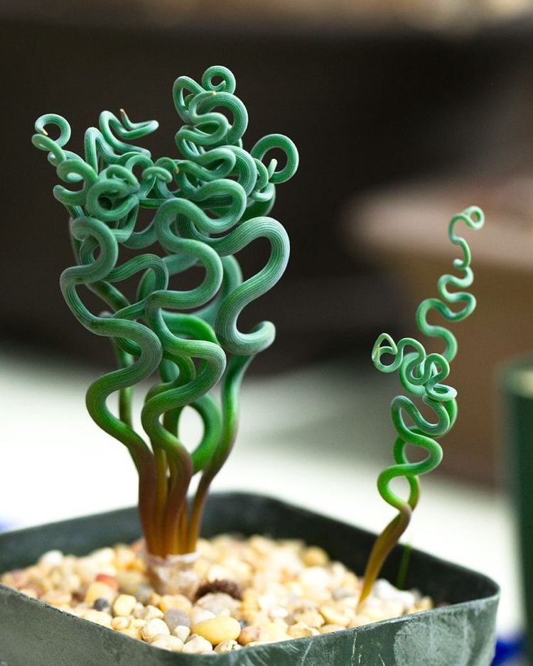 aussergewöhnliche zimmerpflanzen exotisch Trachyandra spiral form