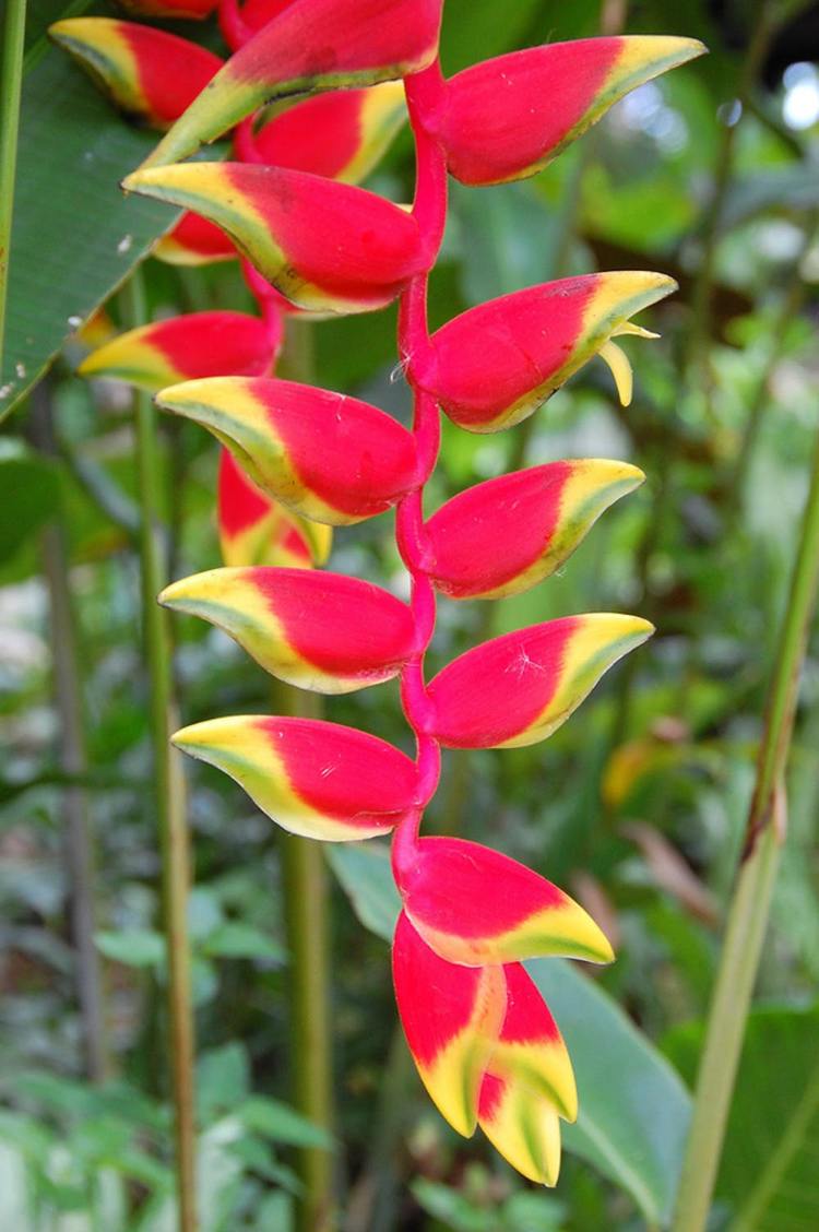 aussergewöhnliche zimmerpflanzen exotisch farbe rot Helikonien