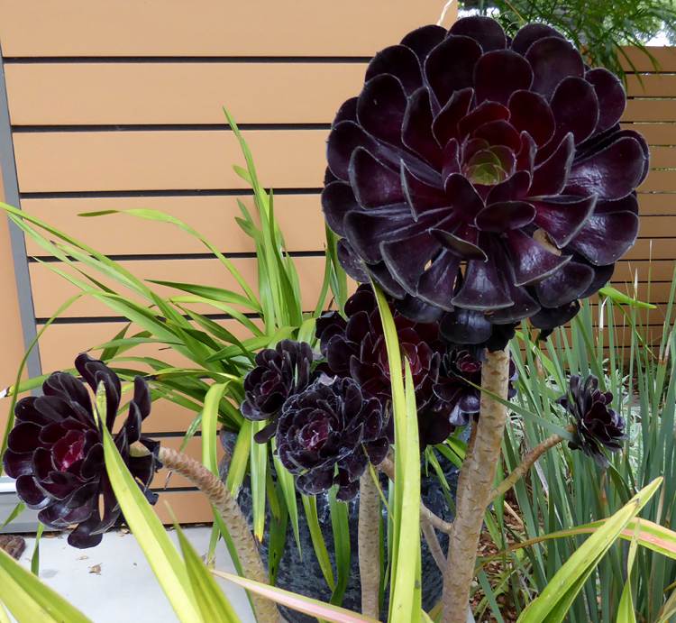 Außergewöhnliche Zimmerpflanzen exotisch sukkulenten aeonium schwarz sukkulenten