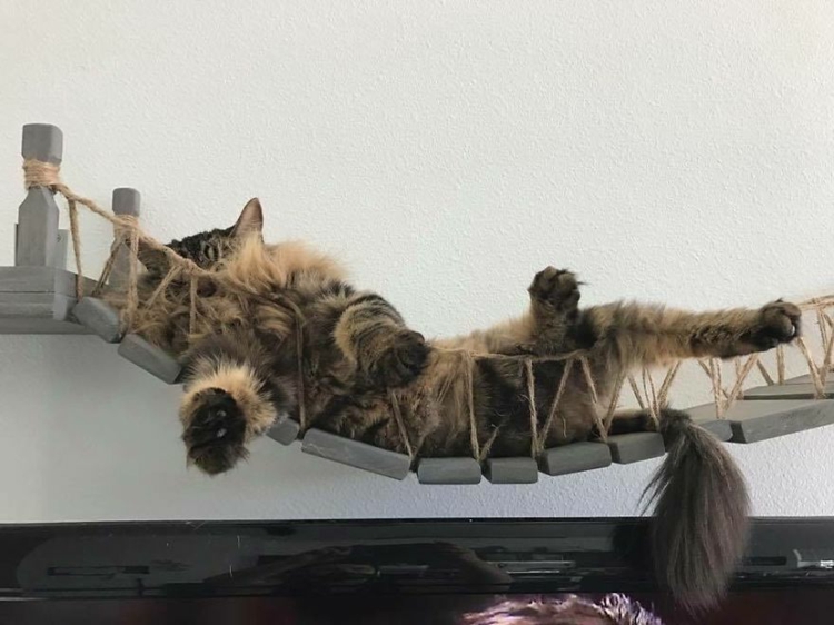 indiana jones hängebrücke katzen holzlatten sisalseil wand