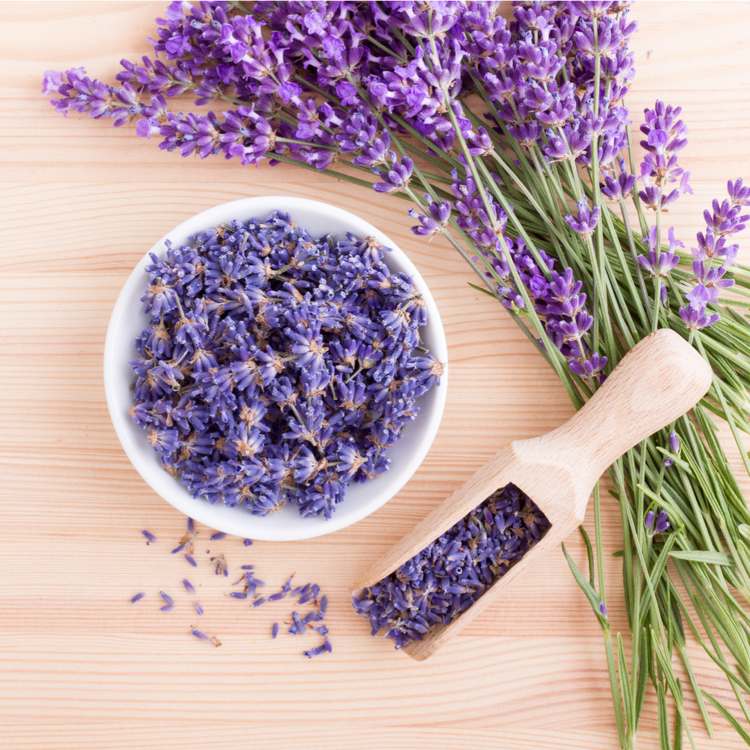 kräuter heilpflanzen Lavendel