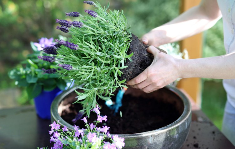 lavendel pflege umtopfen pflanzen topf kübel tipps