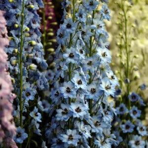 schöne farbkombinationen garten farbpalette blau gelb lila