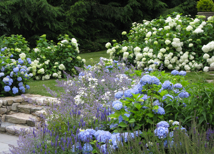 schöne farbkombinationen garten farbpalette hortensien blau weiß