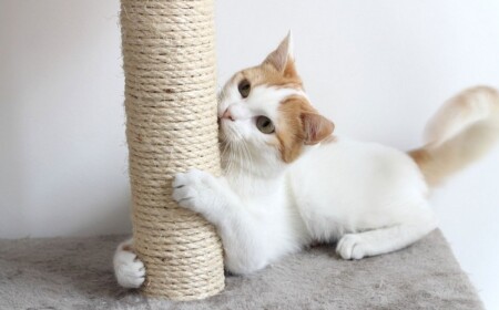 warum sind kratzmöbel für katzen wichtig