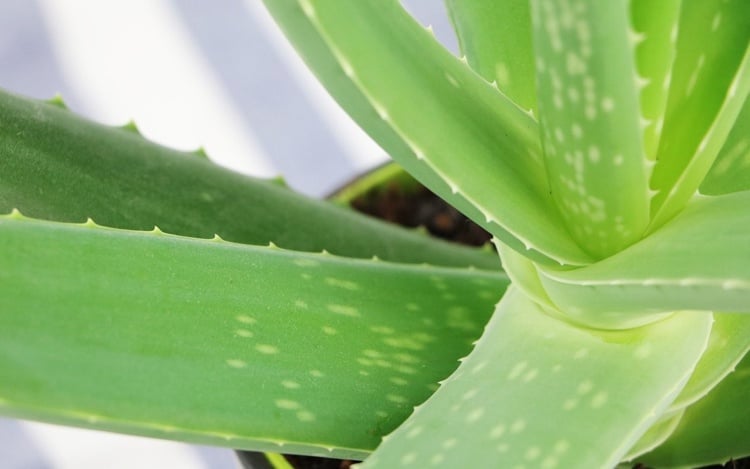Aloe Vera Barbadensis Pflanze zu Hause pflegen