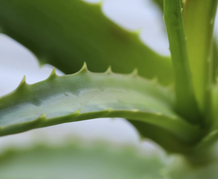 Aloe Vera Blätter Zeichen für Gesundheit der Pflanze