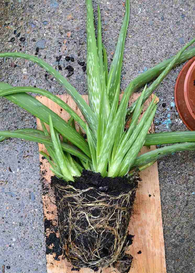 Aloe Vera Pflanze Ableger Kinder abtrennen vermehren