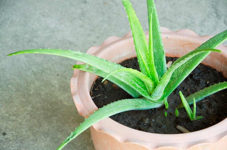 Aloe Vera Pflanze Ableger Zeitpunkt vermehren Sommer