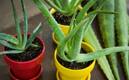 Aloe Vera