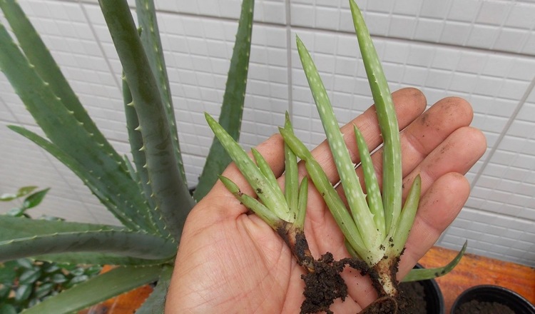 Aloe Vera durch Ableger vermehren Kindel