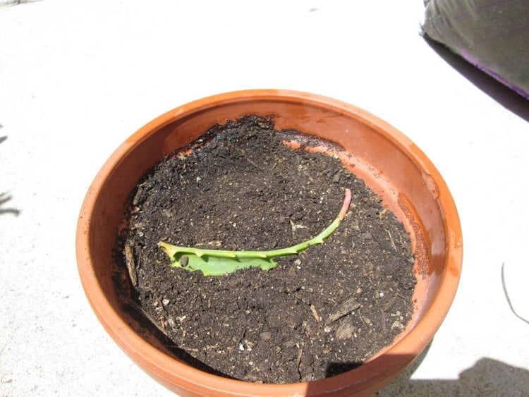 Aloe Vera vermehren Blattsteckling