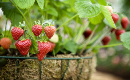 Erdbeeren Blumenampel Kokosfasern Erntezeit