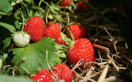 Erdbeeren Früchte tragen Juni Sommer