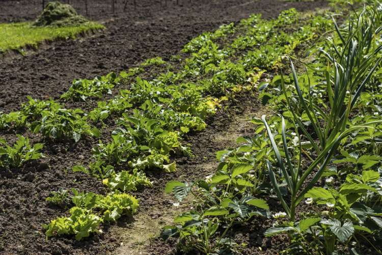 Erdbeeren Salat Lauch Spinat zusammen pflanzen gute Nachbarn