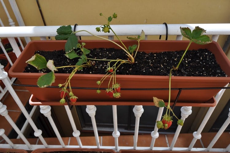 Erdbeeren auf dem Balkon Abstand Pflanzen Blumenkasten