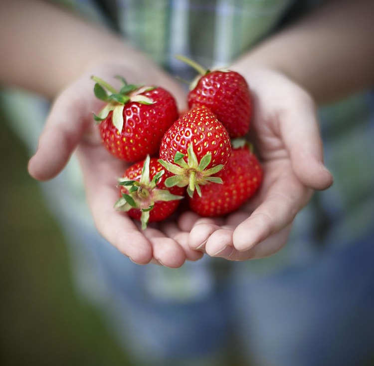 Erdbeeren aus dem eigenen Garten ernten