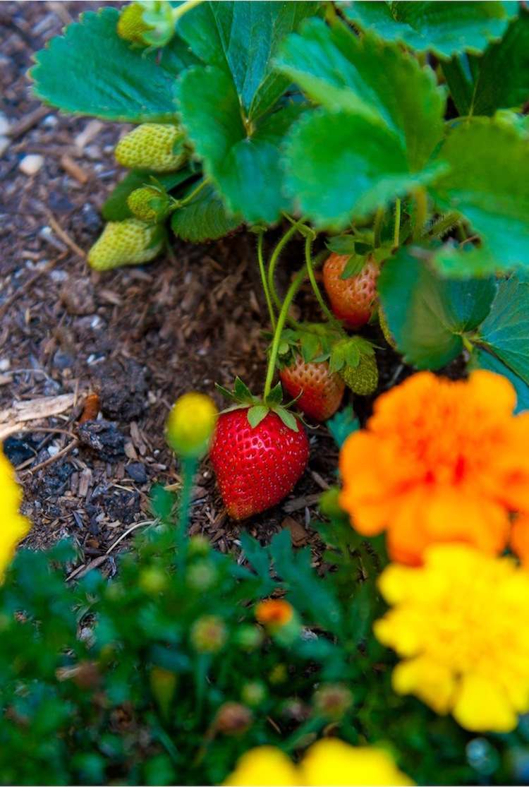 Erdbeeren gute Nachbarn Tagetes Studentenblume