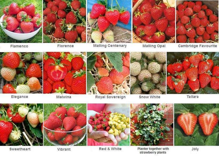 Erdbeeren pflanzen richtige Sorte wählen